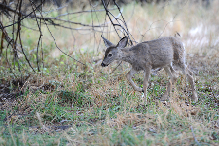 Wild mule deer in Yosemite National Park landscape scenery viewの写真素材
