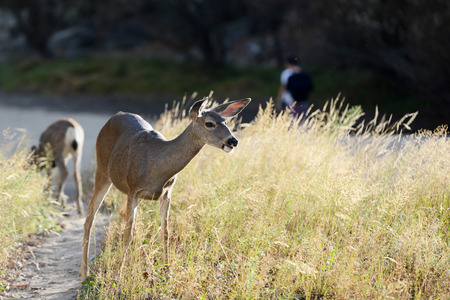 Wild mule deer in Yosemite National Parkの写真素材