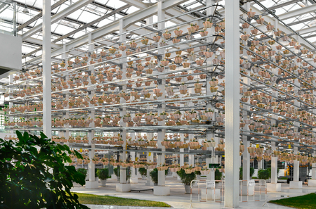 Andrographis paniculata -- the most advanced suspension cycle Stereoscopic Cultivation Systemの写真素材