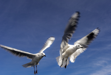 white birdsの写真素材