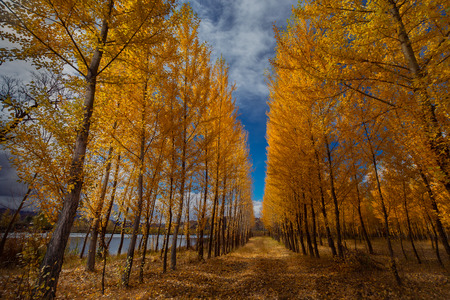 Autumn scenery of Xar Moron Riverの写真素材
