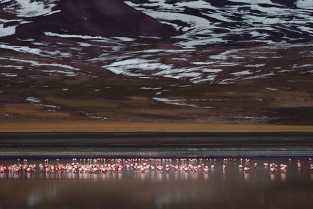 a group of flamingosの写真素材