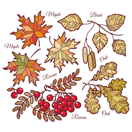 Autumn leaves. Vector drawing on white background. Icons. Autumn background. Birch. Maple. Rowan. Oak. The tablet. Mountain ash. Banner. Vector elements isolated. Outline drawing. Template for a designerのイラスト素材