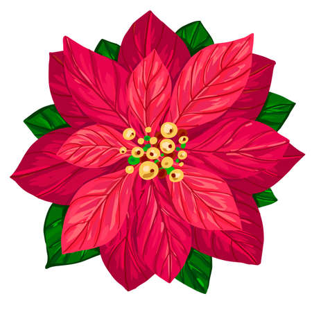 Poinsettia flowers isolated icon for Christmas or New Year greeting card design. Realistic poinsettia plantのイラスト素材