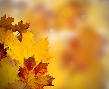 Abstract Background Composition - Autumn Leavesの写真素材