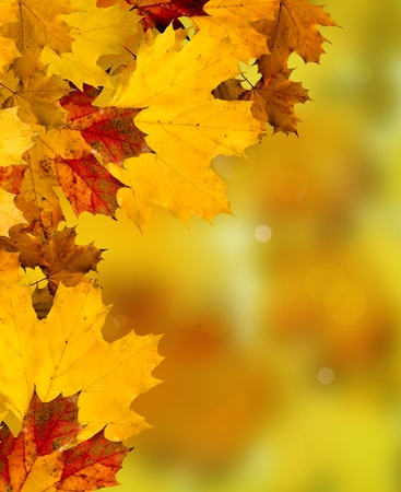 Abstract Background Composition - Autumn Leavesの写真素材