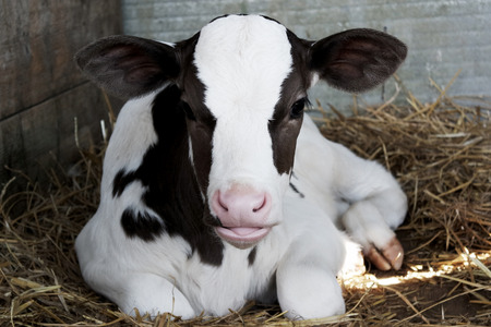 Baby cow calf in a cage.の写真素材
