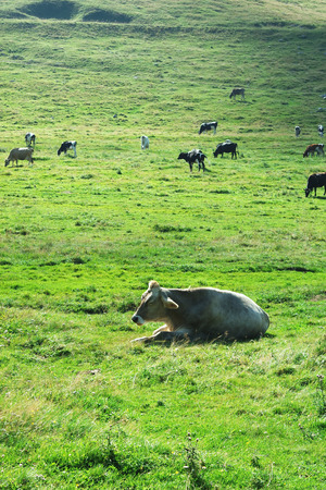Herd of cows in a grassy field on a bright and sunny day in Italy.の写真素材