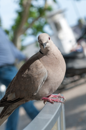 Pigeon perching on a garden chair in front of a abstract blurred background.の写真素材