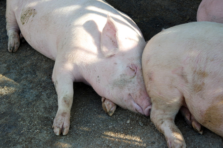 Two fat pigs sleeping in traditional italian farm.の写真素材