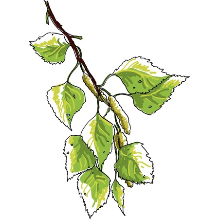 Birch branchのイラスト素材