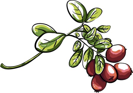 Red vector clusterberryのイラスト素材