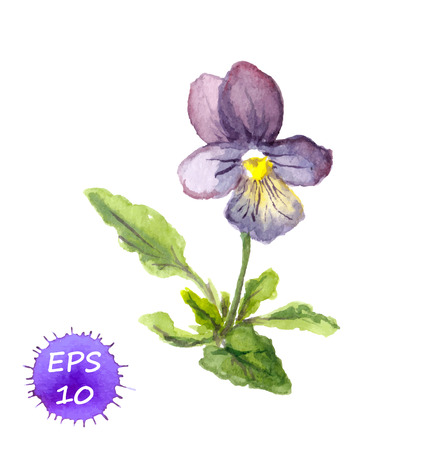 Watercolor painted isolated violets, wild flowers with leavesのイラスト素材