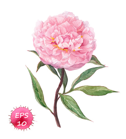 Peony flower. Watercolor botanic illustration, vector isolatedのイラスト素材