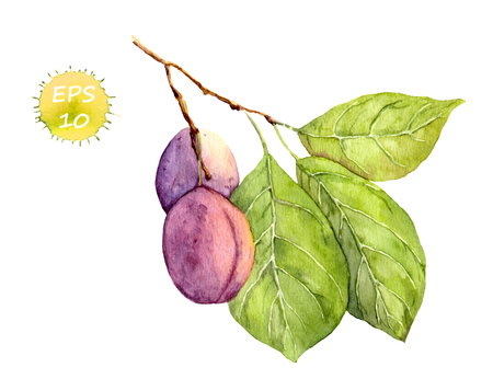 Plum fruit on the tree. Watercolor vector isolatedのイラスト素材
