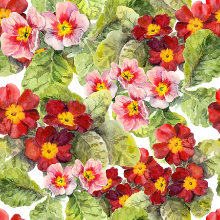 Primrose flowers. Seamless floral background. Watercolor hand madeの写真素材