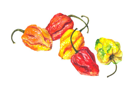 Mini peppers. Watercolor