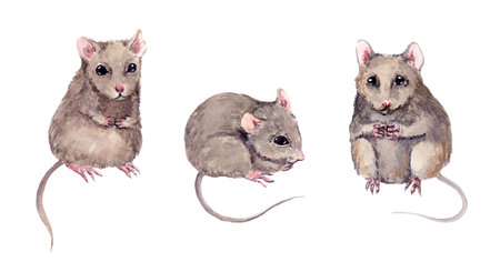 Set of cute mice. Watercolor hand painted mouse animalの写真素材
