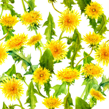 Dandelions seamless pattern. Spring yellow flowers. Watercolor floral repeated backgroundの写真素材