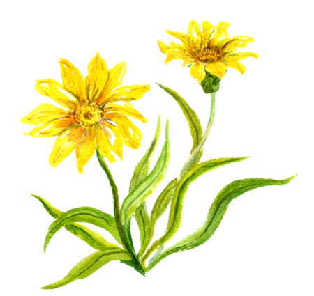 Watercolor hand painted yellow flowers, daisy plantの写真素材