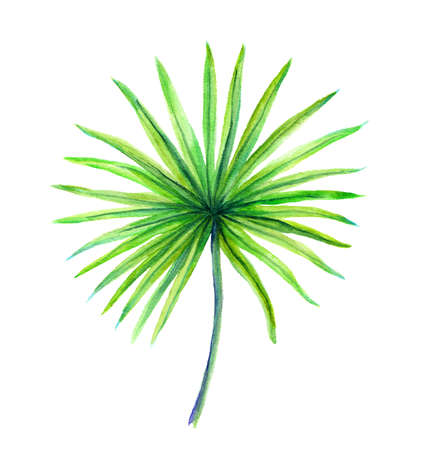 Exotic leaf of tropical date palm tree. Watercolor imageの写真素材