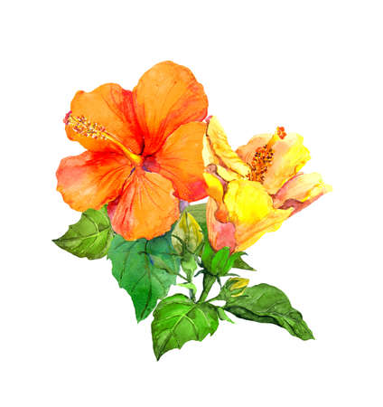 Yellow hibiscus flower. Watercolor hand painted illustrationの写真素材