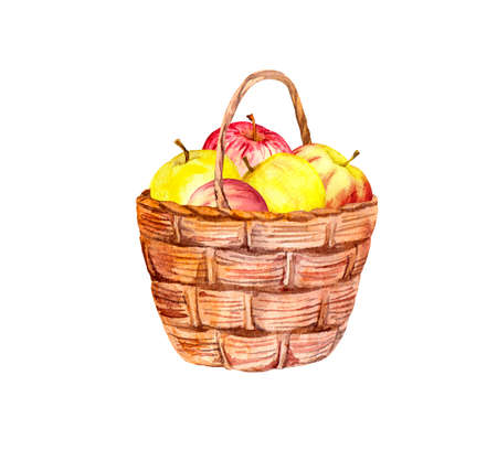 Apple fruits in basket. Watercolor illustration about summer, autumn harvestの写真素材
