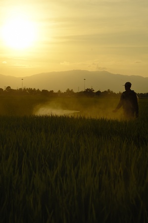 A silhouette farmer spraying insecticides at paddy field at the end of the day の写真素材