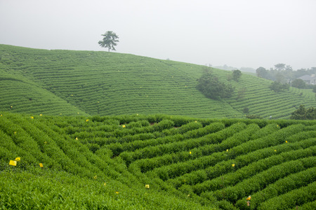 Long Creek Anji County, Zhejiang white tea base.の写真素材