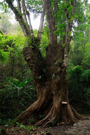 Tree forest, Ruili in Yunnan Mountain Village depends on a tree so famous, stunning is it by three...
