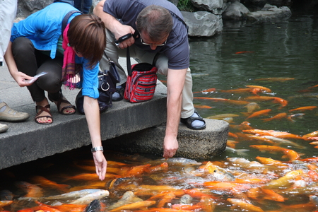 Foreign visitors to the Golden Carp feeding. Shanghai Temple is a tourist paradise, is an important Taoist temples in Shanghai, is a shopper&#39;s paradise at home and abroad.のeditorial素材