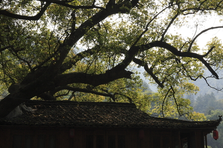 village XiaoQi from the ancient village of camphor. pictured of tree & building eaves.のeditorial素材
