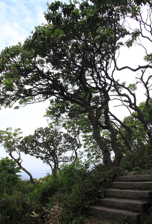 Plants of Rhododendron at the mountainの写真素材