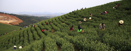 White tea, is a micro-fermented tea, Han Chinese farmers create a traditional tea, is people\'s lives is one drink you want. のeditorial素材
