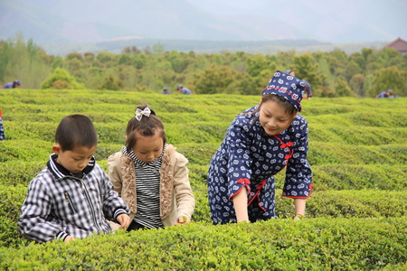 Guzhu Zisun, because of fresh tea shoots slightly purple, leaves roll back like bamboo shell, hence the name. The tea produced in Huzhou, Zhejiang Changxing outlet Guzhu Hill Township. のeditorial素材