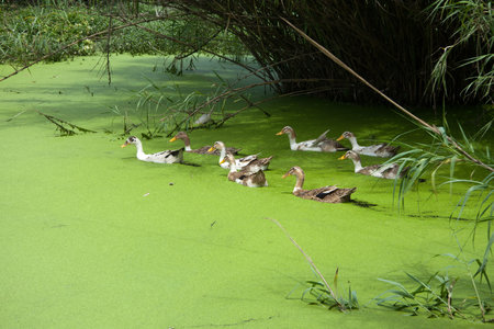 Live duck pond covered with algaeの写真素材