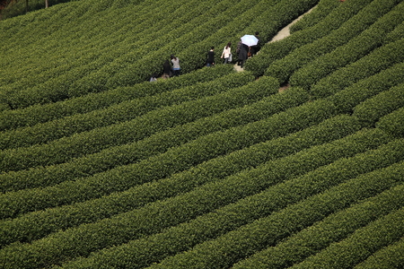 White tea baseの写真素材