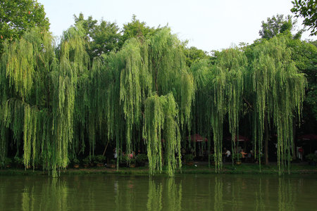 Scenic West Lake in Hangzhou Yongjinのeditorial素材