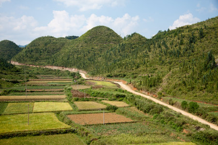 Village paddy field view