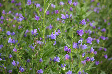 Purple flowers