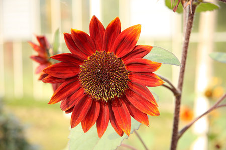 Wild sunflowerの写真素材