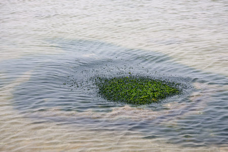 Aquatic weed
