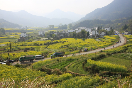 canola flower field scenicのeditorial素材
