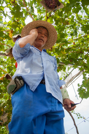 Grapes picker talking on the phoneのeditorial素材