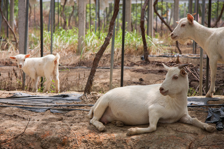 Eco-goatsの写真素材