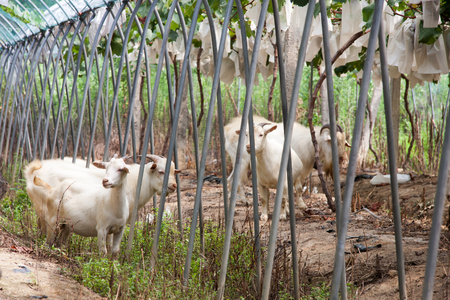 Goats in a eco farmの写真素材