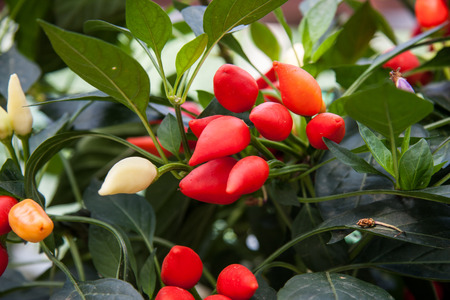 Chilli pepperの写真素材
