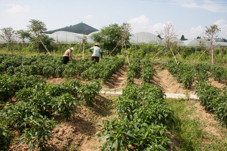 Farmers in vegetable fieldsの写真素材