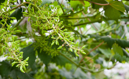 unripe grapesの写真素材