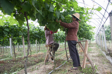 Women pruning in the grape vineyardのeditorial素材